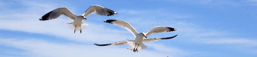 far reaching - for a digital world.