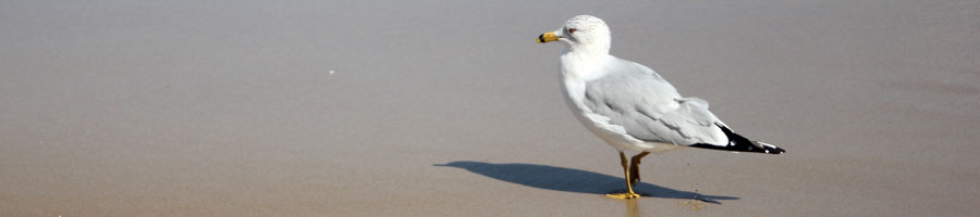 far reaching - for a digital world.