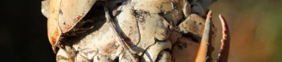 far reaching - for a digital world.